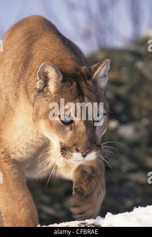 Le puma (Puma concolor) marche sur la pente des montagnes Rocheuses en hiver, Montana, USA Banque D'Images