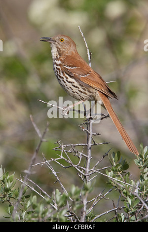 Moqueur roux (Toxostoma rufum) Direction générale de l'ona perché en Alberta, Canada. Banque D'Images