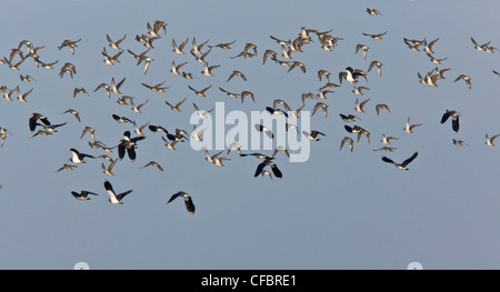 Vanellus vanellus, vanneaux et pluvier doré en vol ; l'hiver, Norfolk. Banque D'Images