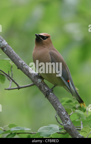 (Bombycilla cedrorum Jaseur) perché sur une branche au Manitoba, Canada. Banque D'Images