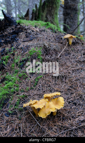 Golden chanterelle (Cantharellus cibarius) Banque D'Images