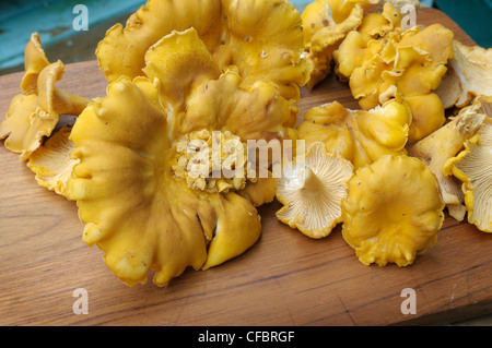 Golden chanterelle (Cantharellus cibarius) Banque D'Images