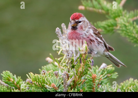 Sizerin flammé (Carduelis flammea) perché sur une branche à Churchill, Manitoba, Canada. Banque D'Images