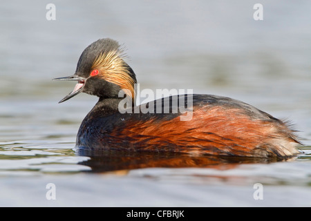 Grèbe à cou noir (Podiceps nigricollis) dans un étang en Colombie-Britannique, Canada. Banque D'Images