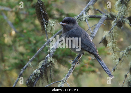 Mésangeai du Canada (Perisoreus canadensis) perché sur une branche au Manitoba, Canada. Banque D'Images