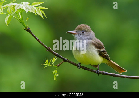 Tyran huppé (Myiarchus crinitus) perché sur une branche au Manitoba, Canada. Banque D'Images