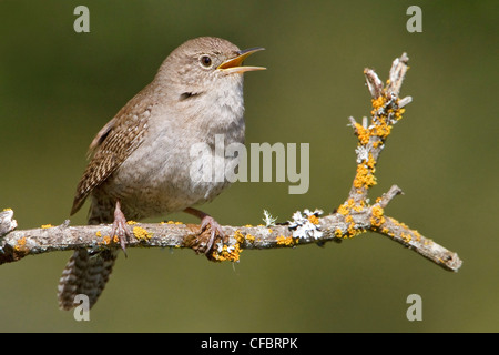 Troglodyte familier (Troglodytes aedon) perché sur une branche à Victoria, BC, Canada. Banque D'Images