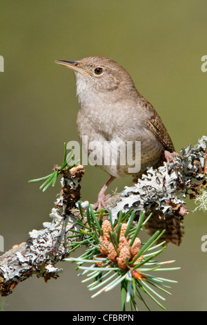 Troglodyte familier (Troglodytes aedon) perché sur une branche à Victoria, BC, Canada. Banque D'Images