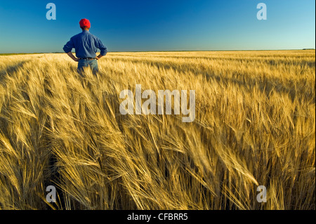 Un agriculteur donne sur sa récolte mûre prêt de la récolte d'orge, avec près de Carey, Manitoba, Canada Banque D'Images