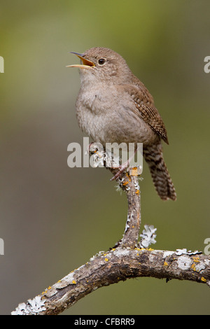 Troglodyte familier (Troglodytes aedon) perché sur une branche à Victoria, BC, Canada. Banque D'Images