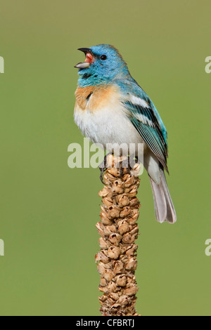 (Passerin azuré Passerina amoena) perché sur une branche en Colombie-Britannique, Canada. Banque D'Images