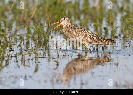 La Barge marbrée (Limosa fedoa) dans un étang en Alberta, Canada. Banque D'Images