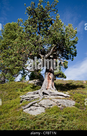 Pin, arbre, racines, bleu, ciel, rock, falaise, les racines des arbres, de grandir, de pierre, de terre, de l'Alp, en bois, le grain, l'Autriche, Banque D'Images