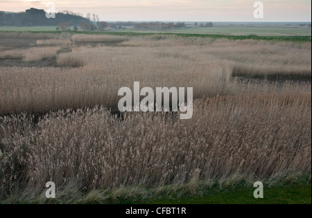 Roselières dans les marais, le CLAJ Norfolk Wildlife Trust réserve naturelle, côte nord du comté de Norfolk. Banque D'Images