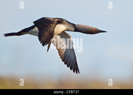 Plongeon du Pacifique (Gavia pacifica) volant à Churchill, Manitoba, Canada. Banque D'Images