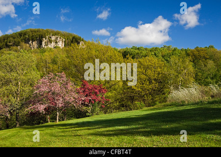 Fleurs de Printemps Kelso/Glen Eden Conservation Banque D'Images