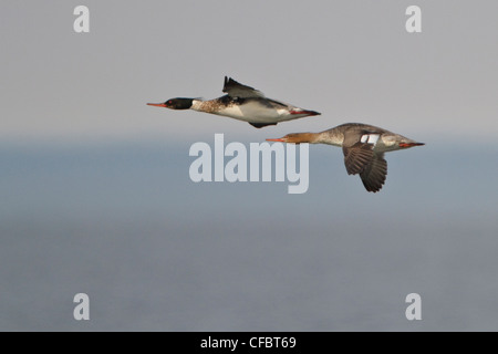 Harle huppé (Mergus serrator) volant à Churchill, Manitoba, Canada. Banque D'Images