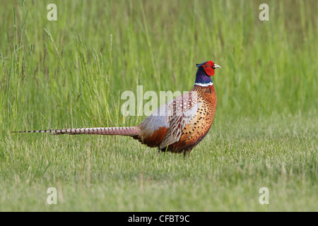 Faisan de Colchide (Phasianus colchicus) dans les champs de l'Alberta, au Canada. Banque D'Images