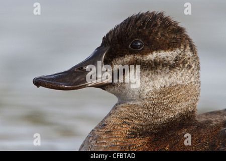 L'érismature rousse (Oxyura jamaicensis) dans un étang en Colombie-Britannique, Canada. Banque D'Images