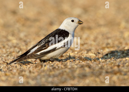 Bruant des neiges (Plectrophenax nivalis) perché sur le terrain à Churchill, Manitoba, Canada. Banque D'Images