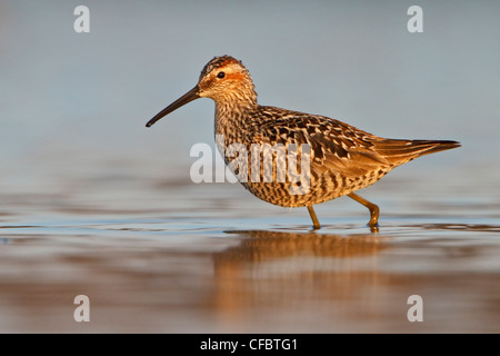 Bécasseau à échasses (Calidris himantopus) dans un étang à Churchill, Manitoba, Canada. Banque D'Images