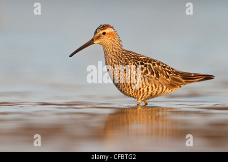 Bécasseau à échasses (Calidris himantopus) dans un étang à Churchill, Manitoba, Canada. Banque D'Images