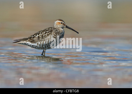 Bécasseau à échasses (Calidris himantopus) dans un étang à Churchill, Manitoba, Canada. Banque D'Images