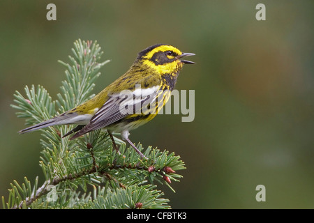 Paruline de Townsend (Dendroica townsendi) perché sur une branche à Victoria, BC, Canada. Banque D'Images