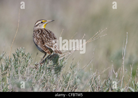 Sturnelle de l'Ouest (Sturnella neglecta) perché sur une branche de l'Alberta, au Canada. Banque D'Images