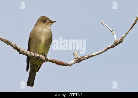 Pioui de l'Ouest (Contopus sordidulus) perché sur une branche en Colombie-Britannique, Canada. Banque D'Images