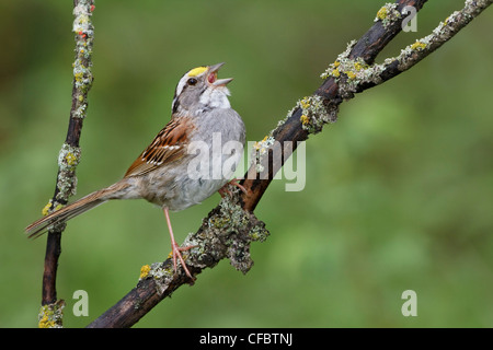 Bruant à gorge blanche (Zonotrichia albicollis) perché sur une branche au Manitoba, Canada. Banque D'Images