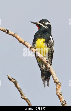 Pic de Williamson (Sphyrapicus thyroideus) perché sur une branche en Colombie-Britannique, Canada. Banque D'Images