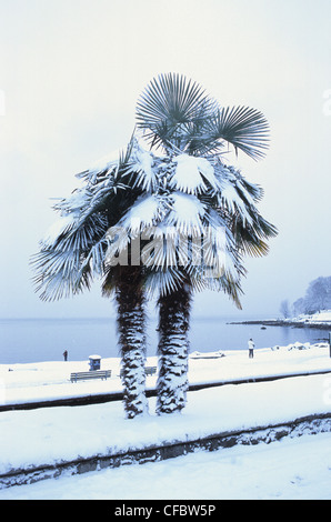 Chinese palmier chanvre (Trachycarpus fortunei) dans la neige, English Bay, Vancouver, British Columbia, Canada Banque D'Images
