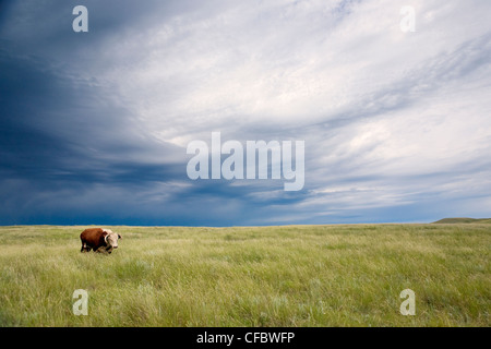 Un taureau Hereford promenades à travers un champ qu'une tempête approche, l'Alberta, Canada. Banque D'Images