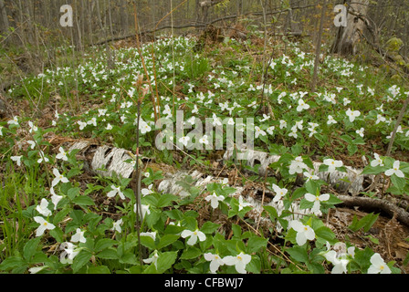 Trillium grandiflorum Trillium blanc blossoms Banque D'Images