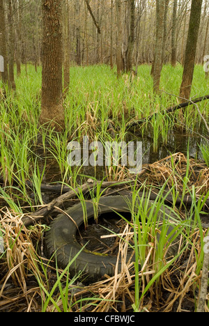 Un ancien pneu jeté parmi des herbes vertes germination, Muskoka, Ontario, Canada. Banque D'Images
