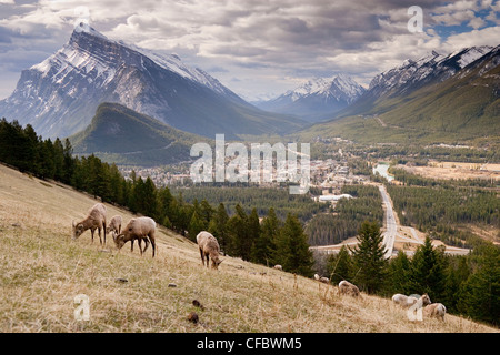 L'alimentation du troupeau de mouflons dans le pré au-dessus de Banff, Canada Banque D'Images