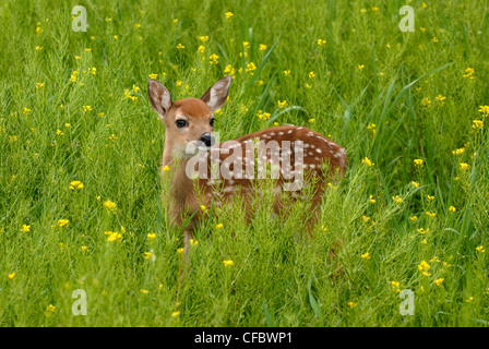 Cerf de Virginie (Odocoileus virginianus) fawn debout dans domaine de la moutarde sauvage, Minnesota, USA Banque D'Images