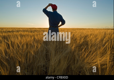 Farmer donne sur sa récolte à maturité, la récolte d'orge prêt près de Carey, Manitoba, Canada Banque D'Images