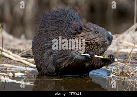 Castor (Castor canadensis) se nourrissant de aspen tree Branch, Ontario, Canada Banque D'Images