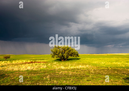 Menaces sur les champs des prairies, en Saskatchewan, Canada. Banque D'Images