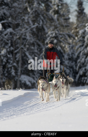 Traîneau à chiens, l'homme près de Rocky Mountain House, Alberta, Canada Banque D'Images