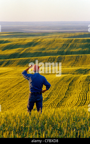 L'homme donne sur un champ d'orge, près de Conorach, Saskatchewan, Canada Banque D'Images