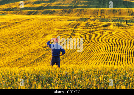 Un homme donne sur un champ d'orge, près de Conorach, Saskatchewan, Canada Banque D'Images