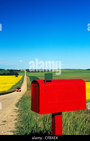 Boîte aux lettres le long de routes de campagne, avec des champs de colza et de céréales à l'arrière-plan, près de Somerset, au Manitoba, Canada, Banque D'Images