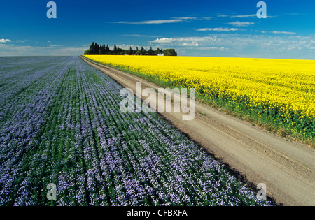 Route à travers la floraison du lin et des champs de colza, Tiger Hills près de Somerset, Manitoba, Canada Banque D'Images