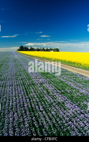 Route à travers la floraison du lin et des champs de colza, Tiger Hills près de Somerset, Manitoba, Canada Banque D'Images