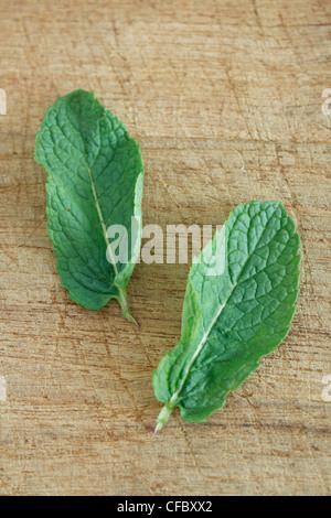 Mint leaves on assorted bg Banque D'Images