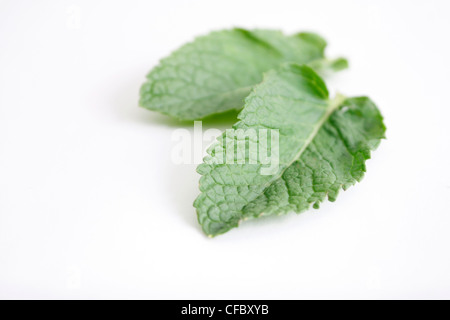 Mint leaves on assorted bg Banque D'Images