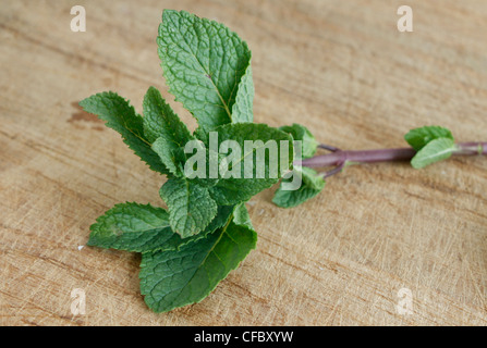 Mint leaves on assorted bg Banque D'Images